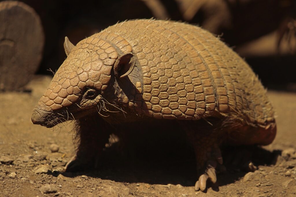 armadillo, animal, wildlife-6227099.jpg