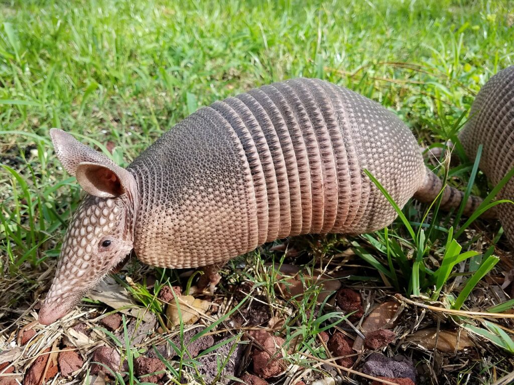 armadillo, mammal, nature-3620078.jpg