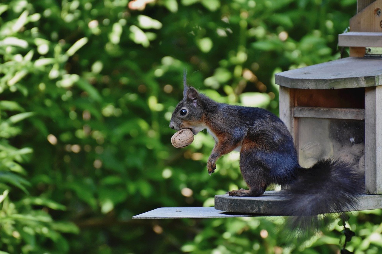 squirrel, wildlife, animal-7734632.jpg